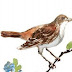 Ode to a Nightingale - John keats - Bangla translation